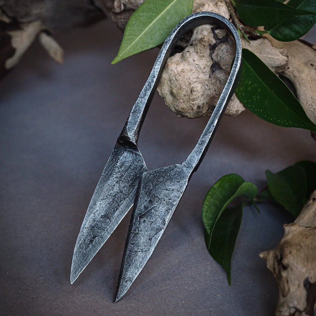 Stor örtsax - handsmidda örtsaxar av återvunnen stål med dubbelhandtag, fotograferade mot mörk bakgrund omgivna av färska örter och gröna blad