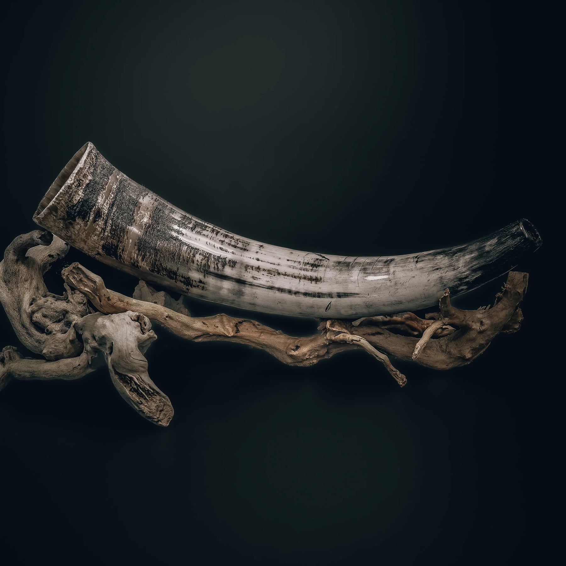 Ett naturligt blåshorn med böjd form och patinerad yta, monterat på en trädistel med utskurna ben- och älghornsdetaljer omkring det.