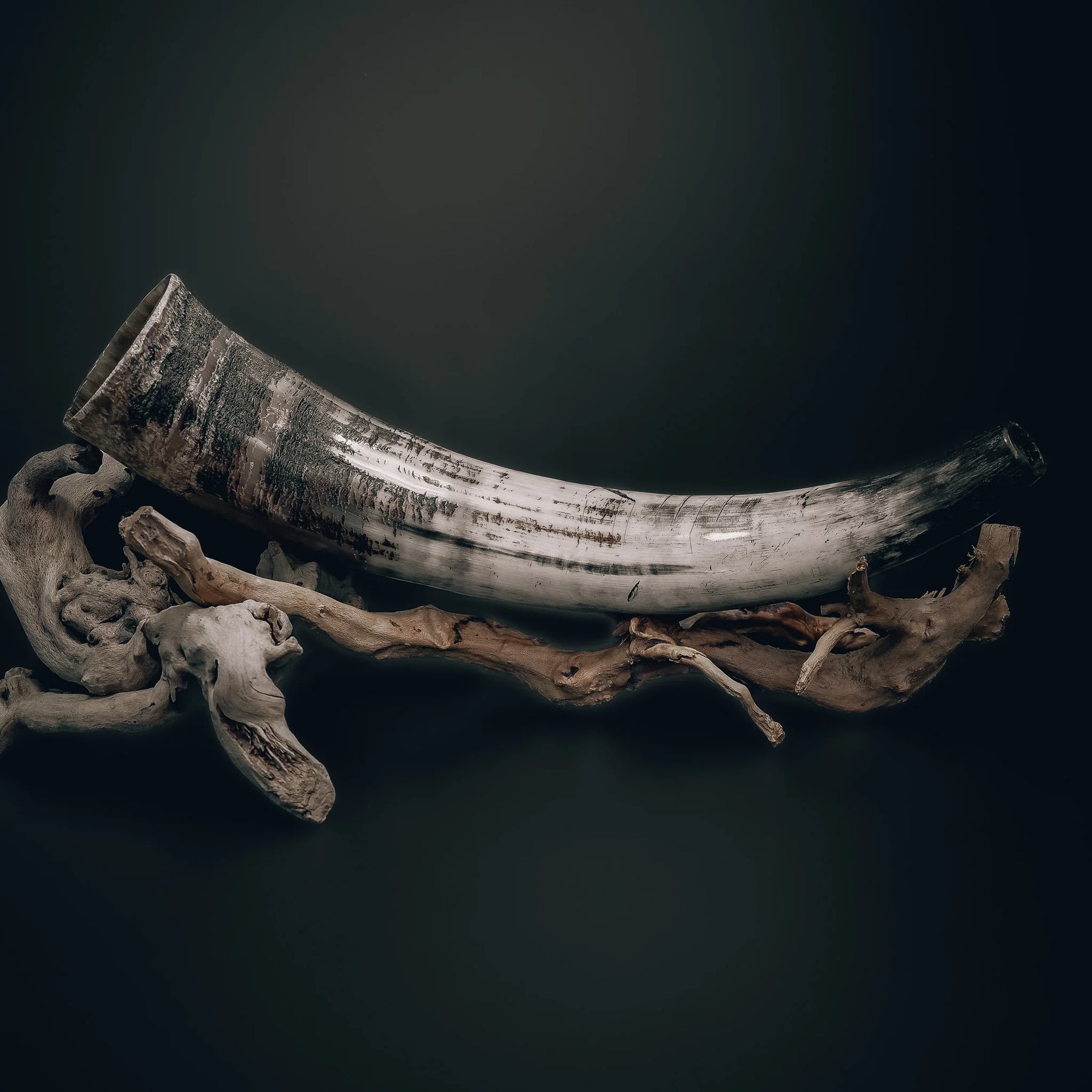 Blåshorn - Vikingainstrument av naturligt horn med snidad banddekoration. Hornet visar naturlig färggradering och är monterat på driftved med en metallmunstycke synlig. Autentisk handarbetad karaktär tydlig.