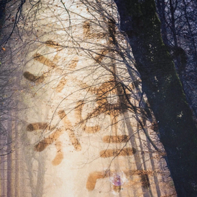 Detalj av höstskogsmotiv från böckens omslag, visar träd och vägen med varma bruna och gyllene toner