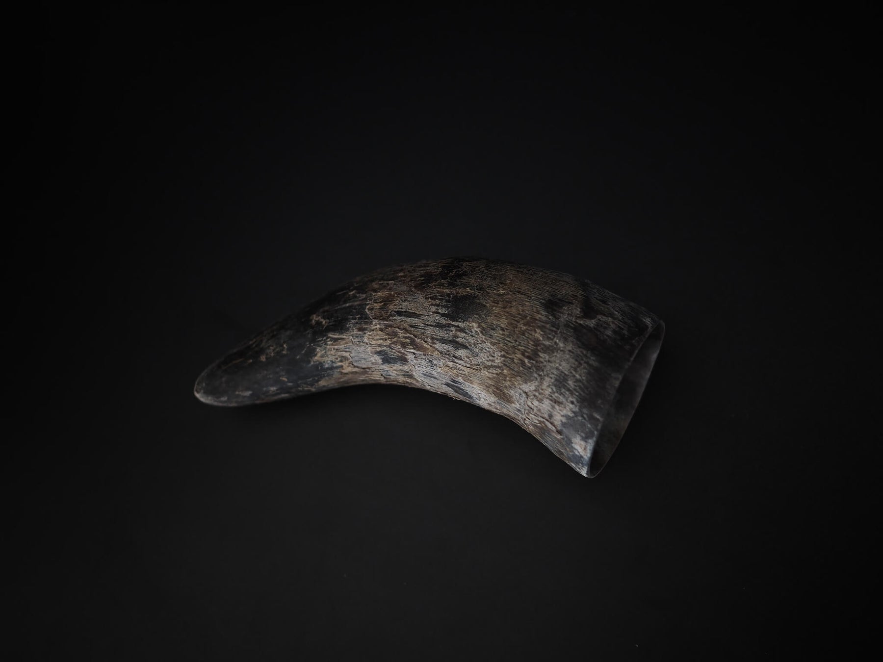 Raw horn material piece photographed from lower angle, showing natural curve and layered texture in cream and charcoal tones
