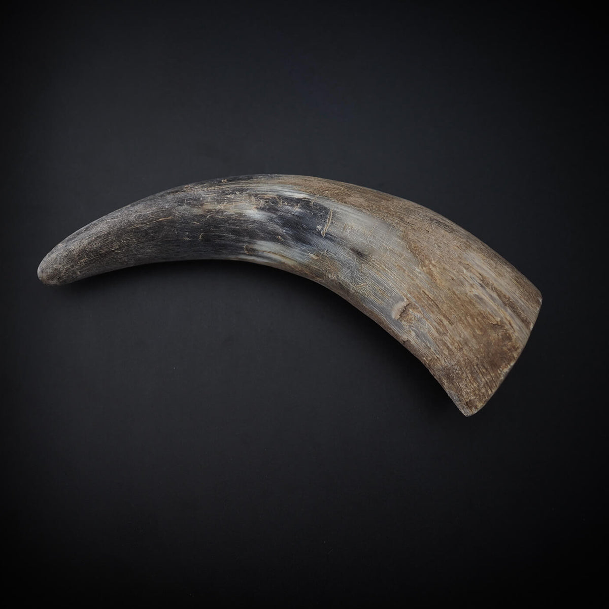 Raw horn, approx. 100 ml – lighter, naturally colored variant, seen in profile
