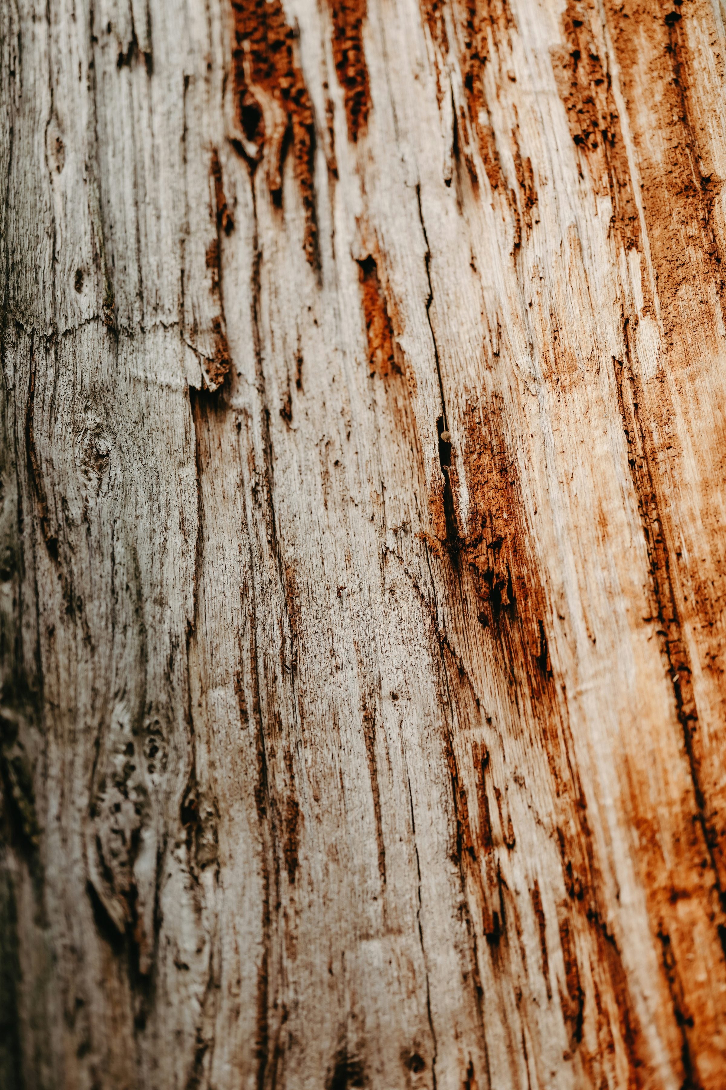 Närbild på vittrat trä — naturmaterial och textur
